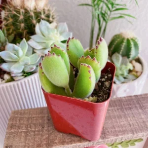 Bear Paw Succulent Live Plant - Cotyledon Tomentosa - Red Tip, 2 Inch Potted Indoor Houseplant - Image 8