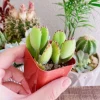 Bear Paw Succulent Live Plant - Cotyledon Tomentosa - Red Tip, 2 Inch Potted Indoor Houseplant - Image 1