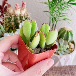 Bear Paw Succulent Live Plant - Cotyledon Tomentosa - Red Tip, 2 Inch Potted Indoor Houseplant - Image 1