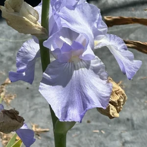 Bearded Iris California Blue Heaven Mix - 5 Bare Roots Tall Outdoor Blue Green Perennial Flower Bulbs - Image 10