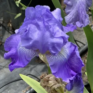 Bearded Iris California Blue Heaven Mix - 5 Bare Roots Tall Outdoor Blue Green Perennial Flower Bulbs - Image 11