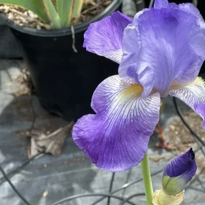Bearded Iris California Blue Heaven Mix - 5 Bare Roots Tall Outdoor Blue Green Perennial Flower Bulbs - Image 12