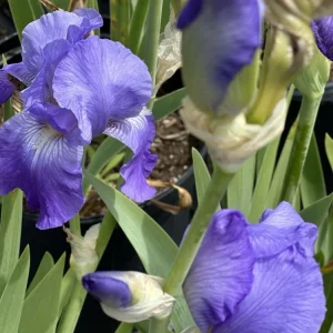 Bearded Iris California Blue Heaven Mix - 5 Bare Roots Tall Outdoor Blue Green Perennial Flower Bulbs - Image 13
