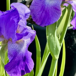 Bearded Iris California Blue Heaven Mix - 5 Bare Roots Tall Outdoor Blue Green Perennial Flower Bulbs - Image 14