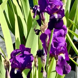 Bearded Iris California Blue Heaven Mix - 5 Bare Roots Tall Outdoor Blue Green Perennial Flower Bulbs - Image 15