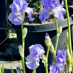 Bearded Iris California Blue Heaven Mix - 5 Bare Roots Tall Outdoor Blue Green Perennial Flower Bulbs - Image 16