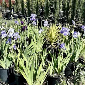 Bearded Iris California Blue Heaven Mix - 5 Bare Roots Tall Outdoor Blue Green Perennial Flower Bulbs - Image 2