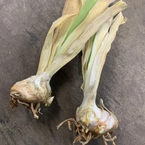 Bearded Iris California Blue Heaven Mix - 5 Bare Roots Tall Outdoor Blue Green Perennial Flower Bulbs - Image 3
