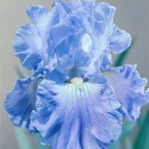 Bearded Iris California Blue Heaven Mix - 5 Bare Roots Tall Outdoor Blue Green Perennial Flower Bulbs - Image 7