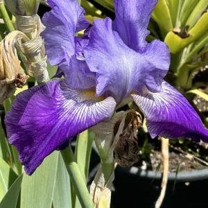 Bearded Iris California Blue Heaven Mix - 5 Bare Roots Tall Outdoor Blue Green Perennial Flower Bulbs - Image 9