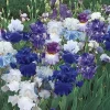 Bearded Iris California Blue Heaven Mix - 5 Bare Roots Tall Outdoor Blue Green Perennial Flower Bulbs - Image 1