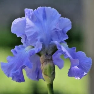 Bearded Iris FULL TIDE 1 Flower Plant Bulb Bare Root WISTERIA BLUE 1970 Awards - Image 2