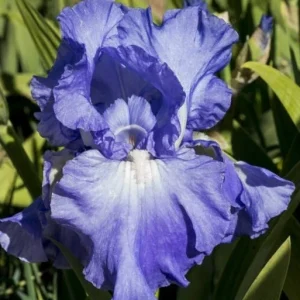 Bearded Iris Full Tide Bulbs - Wisteria Blue Flower Plant Bare Root - Image 3