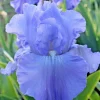 Bearded Iris Full Tide Bulbs - Wisteria Blue Flower Plant Bare Root - Image 1