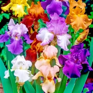 Bearded Iris Mixed Flower Bulbs - Tall, Reblooming Perennial, Vibrant Colors - Image 1