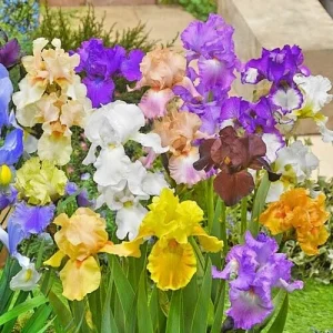 Bearded Iris Mixed Flower Bulbs - Tall, Reblooming Perennial, Vibrant Colors - Image 3