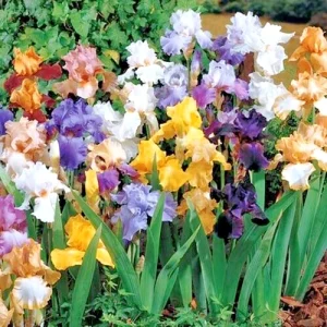 Bearded Iris Mixed Flower Bulbs - Tall, Reblooming Perennial, Vibrant Colors - Image 4