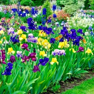 Bearded Iris Mixed Flower Bulbs - Tall, Reblooming Perennial, Vibrant Colors - Image 5