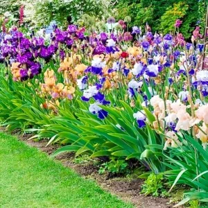 Bearded Iris Mixed Flower Bulbs - Tall, Reblooming Perennial, Vibrant Colors - Image 6