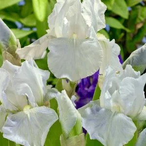 Bearded Iris White Immortality – Reblooming Tall Flower Bare Root Plant - Image 2