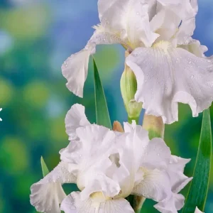 Bearded Iris White Immortality – Reblooming Tall Flower Bare Root Plant - Image 3