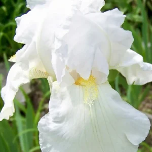 Bearded Iris White Immortality – Reblooming Tall Flower Bare Root Plant - Image 1