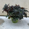 Begonia Cleopatra Live Plant 6 inch Pot - Unique Foliage Indoor Houseplant - Image 1