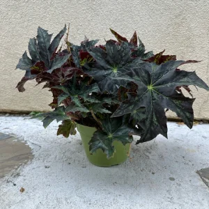 Begonia Cleopatra Live Plant 6 inch Pot - Unique Foliage Indoor Houseplant - Image 1