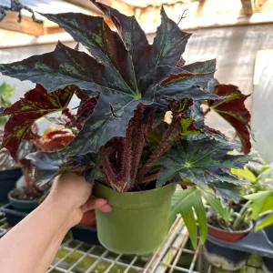 Begonia Cleopatra Live Plant 6 inch Pot - Unique Foliage Indoor Houseplant - Image 2
