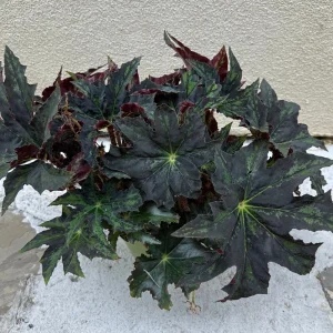 Begonia Cleopatra Live Plant 6 inch Pot - Unique Foliage Indoor Houseplant - Image 3