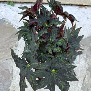Begonia Cleopatra Live Plant 6 inch Pot - Unique Foliage Indoor Houseplant - Image 4