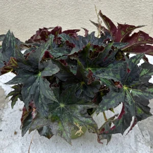 Begonia Cleopatra Live Plant 6 inch Pot - Unique Foliage Indoor Houseplant - Image 5