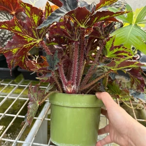 Begonia Cleopatra Live Plant 6 inch Pot - Unique Foliage Indoor Houseplant - Image 6