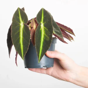 Begonia Listada Live Plant - Rare Striped Begonia, 4