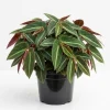Begonia Listada Live Plant - Rare Striped Begonia, 4" Pot, Easy Indoor - Image 1