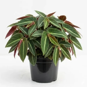 Begonia Listada Live Plant - Rare Striped Begonia, 4