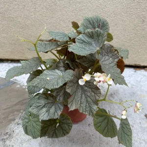 Begonia Live Plant - Potted Indoor Houseplant - 6 inch Pot - Image 2
