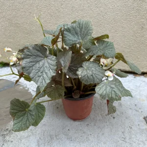 Begonia Live Plant - Potted Indoor Houseplant - 6 inch Pot - Image 3