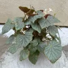 Begonia Live Plant - Potted Indoor Houseplant - 6 inch Pot - Image 1