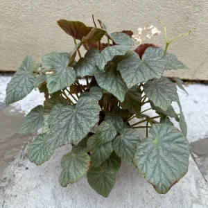Begonia Live Plant - Potted Indoor Houseplant - 6 inch Pot - Image 1