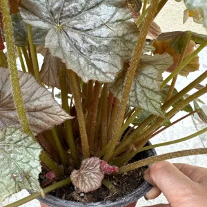 Begonia Live Plant - Potted Indoor Houseplant - 6 inch Pot - Image 4