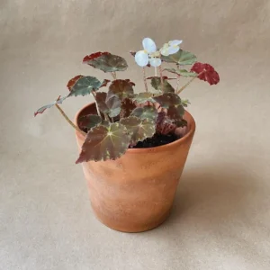Begonia Tiger Paws Live Plant - Eyelash Begonia Houseplant 4