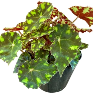Begonia Tiger Paws Live Plant - Eyelash Begonia Houseplant 4