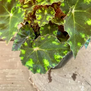 Begonia Tiger Paws Live Plant - Eyelash Begonia Houseplant 4