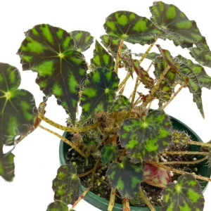 Begonia Tiger Paws Live Plant - Eyelash Begonia Houseplant 4