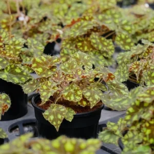 Begonia Tiger Paws Live Plant - Eyelash Begonia Houseplant 4