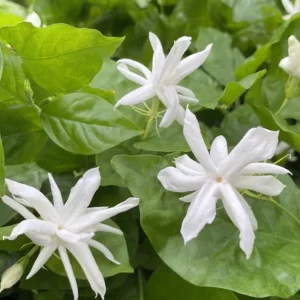Belle of India Jasmine Live Plant - Fragrant Shrub 4-7 inch - Image 1