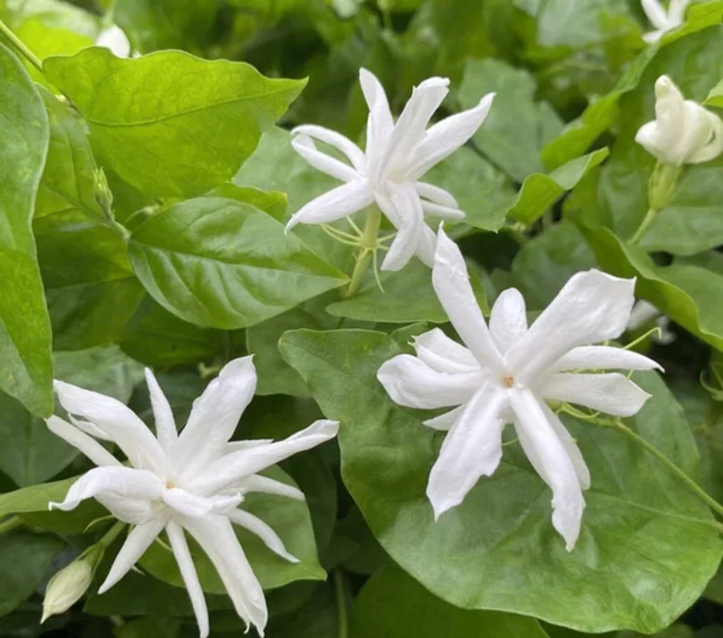 Belle of India Jasmine Live Plant - Fragrant Shrub 4-7 inch - Image 1