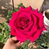 Belles Rives Rose Live Plant - Crimson Red, Fragrant, Repeat Blooming Garden Shrub - Image 1
