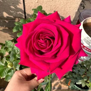 Belles Rives Rose Live Plant - Crimson Red, Fragrant, Repeat Blooming Garden Shrub - Image 1